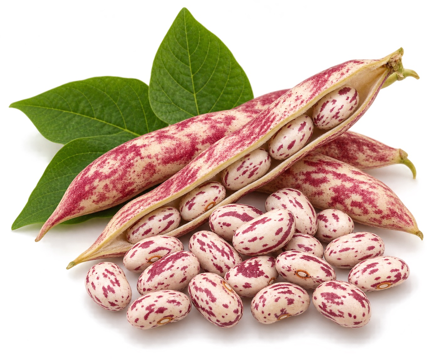 Borlotti Beans ingredient icon