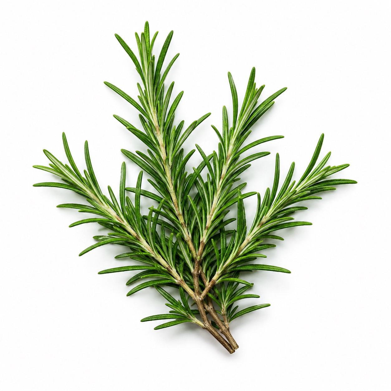 Fresh Rosemary ingredient icon