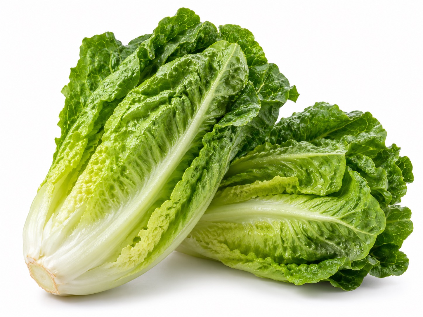 Romaine Lettuce Leaves icon