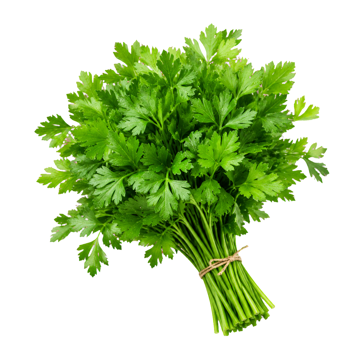 Italian Parsley icon